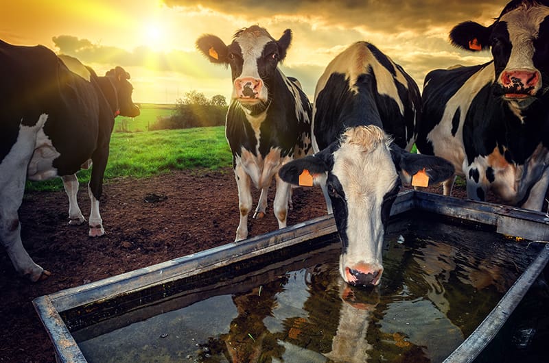cows drinking with sunset in the background on farm secluded areas with need for access control  cellgate solution